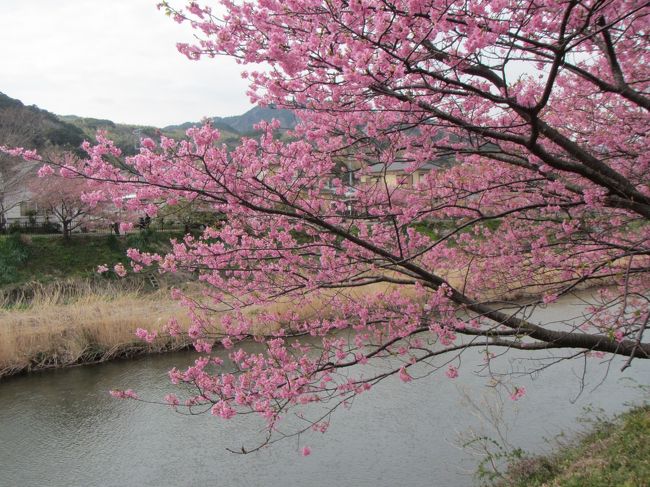全線ウォークの第4弾は伊豆稲取駅から河津桜が咲きまくる河津駅まで歩きました。<br />シメは知る人ぞ知る源泉岩盤浴の温泉へ。