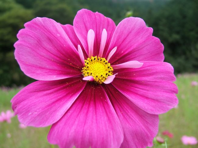 先週に続き今回は兵庫県朝来(あさご)町にあるコスモス園に行ってきました。<br /><br />今回はイベントではなく個人の田畑コスモスを植えている感じです。<br /><br />花の摘み取りは無料で自由だそうです。