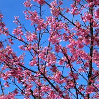 満開の河津桜のお花見と熱海梅園に行ってきました