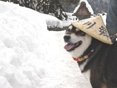 気が付くと、白川郷。なぜか、富山まで。