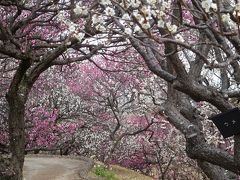 あけぼの山農業公園　梅が見ごろ