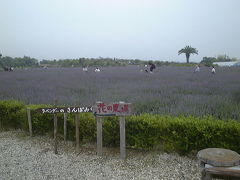 和泉リサイクル環境公園　こんなところにラベンダー