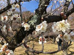 町田 薬師池公園の梅はまだ早かった ．．．