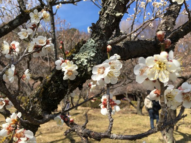 東京 町田近郊に何十年も住んでいますが、薬師池公園には行った事がありませんでした。<br />結構、有名な公園らしいのですが、機会がなかったと言うか。<br /><br />今回、薬師池公園で梅を見ることが出来ると聞き行ってみました。<br />(梅の木は200～300本ほどあるようです。)<br /><br />が、まだ早かった...<br />咲いている木も有りましたが、全体で見ると二分咲き程度でした。<br /><br />花粉が舞う中、頑張っていったのに！<br /><br />また今度行くか！<br /><br />でもとても良い公園でした！！<br /><br /><br />※ 3/3 (土)の歩数：9,361歩。<br /><br /><br /><br />《使用カメラ》<br />　iPhone6s (2015年購入)