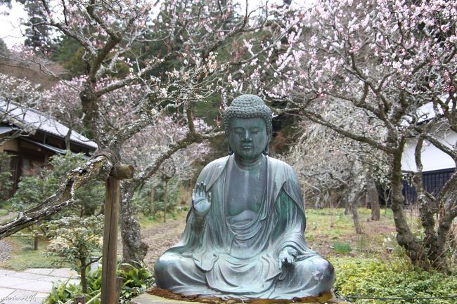 3月に入り三寒四温の繰り返し、この日は曇り空で、ちょっと寒かったですが、鎌倉へ花散歩に出掛けました。<br />鎌倉花散歩の前半は、北鎌倉駅からスタートし、東慶寺、浄智寺を訪ねました。