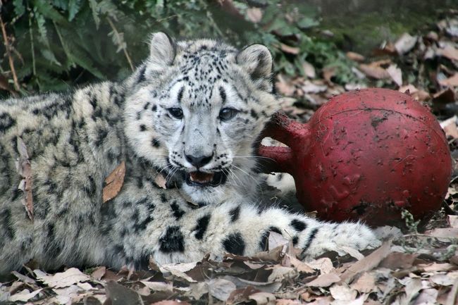 多摩動物公園を３ヶ月ぶりの春にやっと再訪 後編 ３大ミッション達成 布陣が変わった恋の季節のレッサーパンダ ゴールデンターキンの赤ちゃんのナズナちゃん ユキヒョウの子のフクくん 日野 昭島 東京 の旅行記 ブログ By まみさん フォートラベル