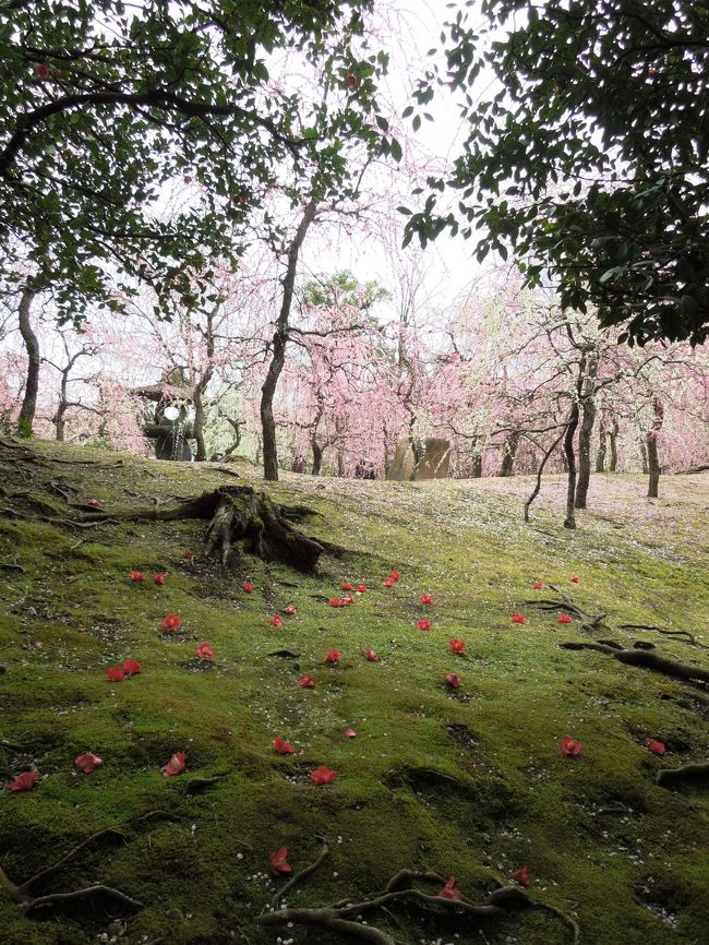 2018年3月　京都に春が来てます（梅）<br />今回で4話目となりました。<br /><br />前話予告では3月中旬予定でしたが<br />早まりました。<br />それには理由があるのです・・・。<br /><br />前話は境内と神楽編になります。<br />