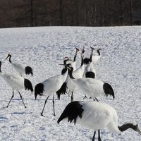 北海道冬のいいとこ満喫3日間。