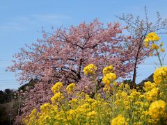 保田川の頼朝桜を見に行ってきました