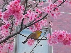東京で琉球寒緋桜