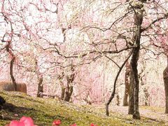 2018年3月　京都に春が来てます（梅）④　城南宮がすごかったver 後編