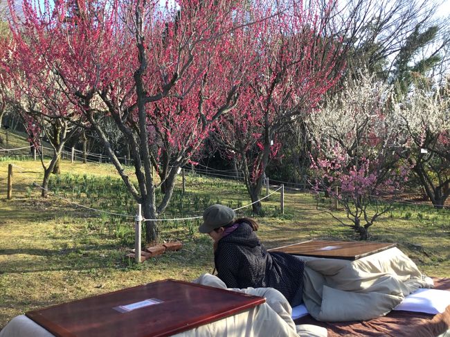 次女と大阪の梅見スポットをまわった。梅って本当にキレイ^ ^。桜と違っていろんな色があるのがイイ。<br /><br />道明寺天満宮のしだれ梅、大阪城公園の紅梅、大阪府立花の文化園でコタツに入っての梅見三昧の1日になった。<br />ランチは難波のアシヤナでインド料理♪。<br /><br />写真は河内長野市にある大阪府立花の文化園。<br />