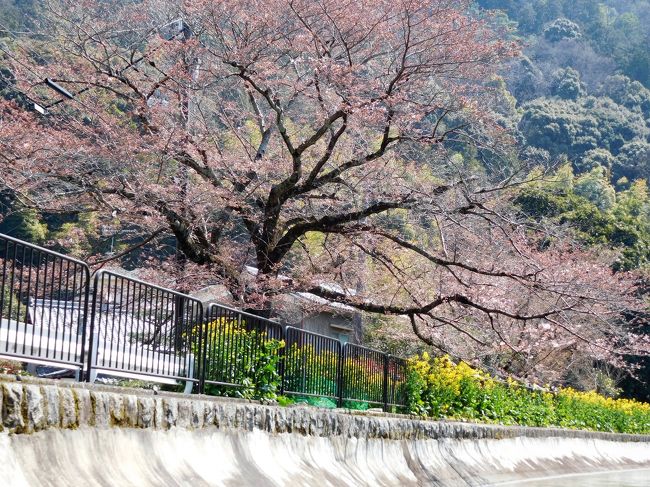 　２０１７年の京都定期観光バスのパンフレットに琵琶湖疎水を通船に乗るツアーが載っていました。<br />ちょうど疎水の脇の桜がきれいかな・・・。<br />三井寺には初めて行くし、南禅寺の観光もあるので申し込みました。<br /><br />　最初大津からの下り線を予約しましたが昼食を食べてすぐに船に乗るので気分が悪くなってはいけないので先に船に乗って上るツアーにしました。<br /><br />　今年は桜の開花が遅れていたので蹴上も疎水わきもまだまだでちょっと残念でした。