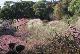 2018春、静岡西部の梅名所(9/10)：龍尾神社(3)：枝垂れ梅、立金花、ソシンロウバイ