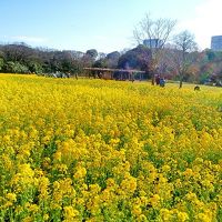 浜離宮で春と歴史を感じ、リニューアルした築地本願寺へ