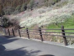 ★今年も行って来ました、梅の花見・・・のチョイ旅。