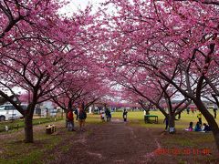 2018 地元にも河津桜が咲いてた 西志津河津桜まつり