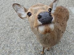 三度目のお水取りと室生寺