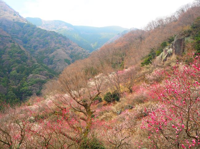 JR湯河原駅から10:00頃の幕山公園までの臨時バスに乗り、そこからハイキング。梅林を通って<br />幕山山頂でランチを食べて、南郷山まで縦走し、五郎神社まで下るコース。<br />帰りは「ゆとろ嵯峨沢の湯」という日帰り温泉に入り、温泉前からのコミュニティバスで真鶴駅へ。<br />駅前の寿司屋で地魚の刺身を食べておなかいっぱい。<br />充実した一日でした。<br /><br />ゆとろ嵯峨沢の湯<br />http://www.yutoro.co.jp/<br /><br />ハイキングコース<br />http://www.yugawara.or.jp/sightseeing/details.php?log=1365491631<br /><br />