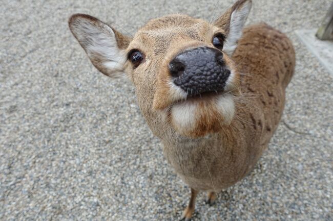 私にとって三度目のお水取りとなる今回の旅行。<br />お松明の時間まで奈良公園を散策して江戸三に泊まり、<br />翌日は鹿寄せを見てから室生寺へと足を延ばす計画です。<br /><br />近鉄奈良駅で電車を降りて、まずは興福寺へ向かいました。