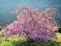 豊前の河津桜　2018