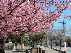 満開の河津桜を見る