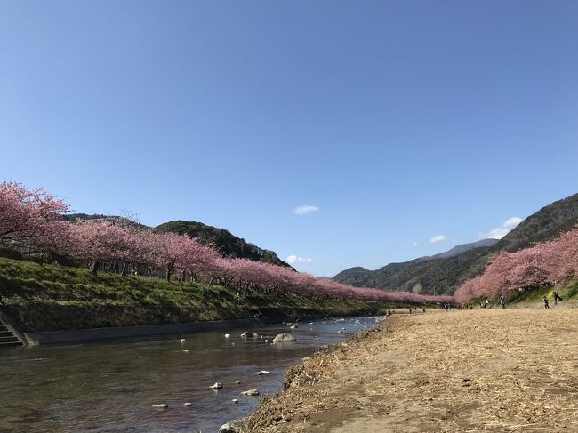 日帰りで河津桜を見に行って来ました。<br /><br />日曜で天気も良く、人も多かったですが<br />満開から少し散り始めの美しい桜を見ることができました。<br /><br />【費用】<br />踊り子号往復　24,800円（2人）