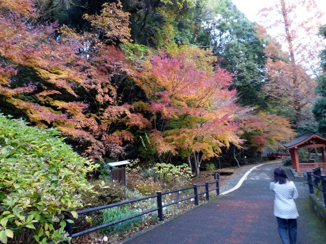 写真の枚数が５０枚を超えたので、２話に分けて万葉公園の様子を綴ります。<br /><br />１２月に入り、紅葉は終わっているのかと思っていましたが、思いのほか残っていて綺麗です。<br />