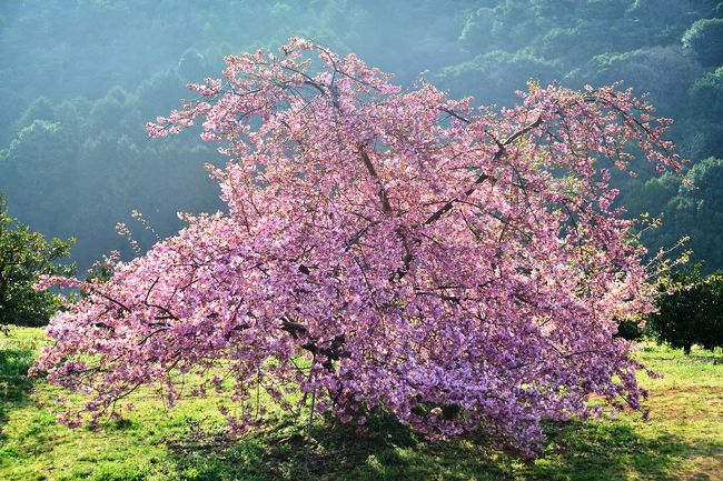 　ちょうど7年前、東日本大震災が日本列島を襲いかかりました。<br />　その時、私はモロッコに向かって地中海上空を飛んでいました。<br />　3月11日は忘れることのできない日です。<br />　そんな大切な日、豊前静豊園の河津桜を見に行ってきました。