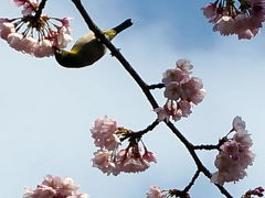 弥生３月　上野の杜で春を満喫。