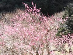 2018湯河原梅林と奥湯河原温泉