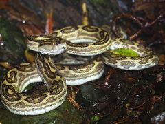 奄美大島0泊2日(3回目) vol.2 野生のハブにも遭遇！アマミイシカワガエルの繁殖期に充実のナイトツアーを楽しむ！