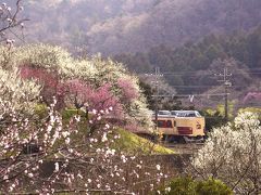 ありがとう189系ホリデー快速富士山号ラストランと高尾梅郷に咲き広がる紅白の梅の花を見に訪れてみた