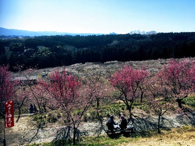 3月10日から1泊2日の群馬旅行。<br />初日は水沢うどんを食べ、群馬三大梅林の箕郷梅林を散策し、猿ヶ京温泉宿泊しました。<br /><br />宿泊先は猿ヶ京温泉の旅籠屋丸一。<br />去年の秋に行ったばかりです。<br />ただここは保険組合の保養所登録が今年度で終了とのことなので、最後にもう一度行こうということになり、予約しました。<br /><br />朝の9時半保土ヶ谷自宅出発です。<br /><br />宿だけとってそのほかはノープラン。<br /><br />群馬周辺でこの時期おすすめの観光地だけ一応押さえての行き当たりバッタリの旅でした。<br />