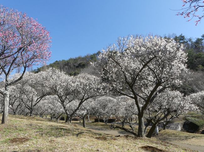 栃木県佐野市の北東部に位置する「唐沢山」は、千年以上の歴史を持つと言われている「唐沢山城」の城跡として知られています。その「唐沢山」の東山麓に「梅林公園」があります。自然の地形を生かした庭園風の公園で、白梅140本、紅梅80本のほか、桜など多くの花木が植栽されています。（佐野市ホームページより）<br />佐野市観光協会のホームページによると、例年の見頃は２月の下旬ですが、今年は３月１０日時点で見頃との情報が掲載されました。そこで、３月上旬に２週続いた春の嵐が収まったこの日に、初めて訪れました。紅梅は見頃をやや過ぎていましたが、白梅はほぼ満開であり見頃でした。ウメ以外には、サンシュユが満開でしたがロウバイは終わっていました。