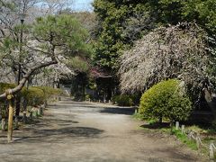 春の訪れを観に善福寺公園散策