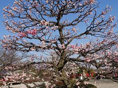 2018  中山寺の梅