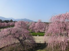 鈴鹿の森庭園　しだれ梅まつり