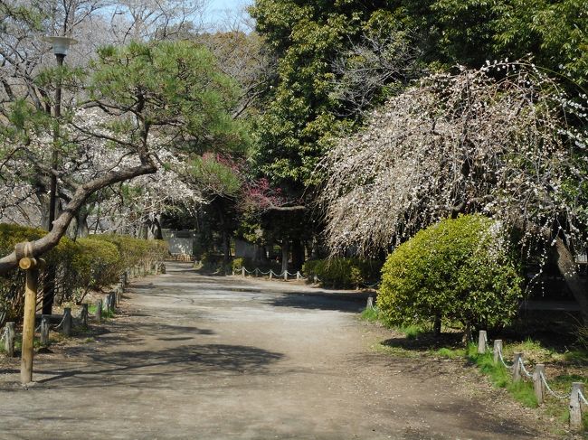 春の訪れを観に善福寺公園を行ってきました。
