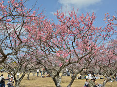 岡崎南公園＆岩津天神で梅を楽しむ