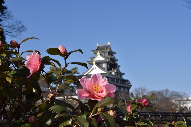 開園記念日で無料開園の岡山後楽園を散策。<br />ついでに倉敷美観地区も。<br />