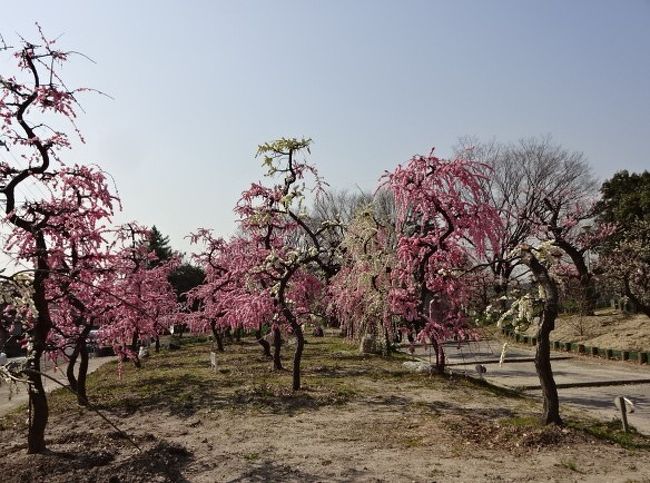 中川区の荒子公園の中に荒子梅苑があります。<br />とてもきれいに花が咲いて一気に春がやってきました。<br />１年毎に枝ぶりが成長していくので楽しみです。<br /><br />お天気が良くて一気に開いたみたいです。