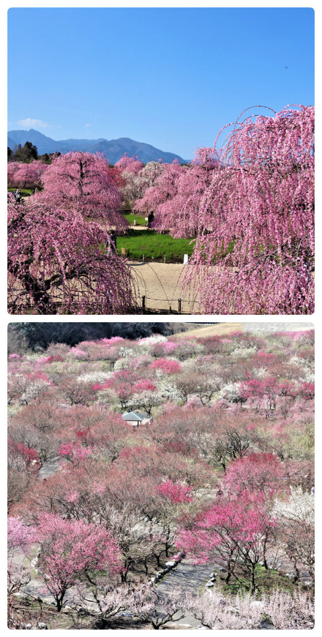 長くて厳しかった冬も終わりを告げ、暖かい春がやってきました。<br /><br />となれば、お花好きの私の体はウズウズ・・・。<br /><br />中山寺（地元）の梅の花見の翌日、バスツアーを利用して三重県の「いなべ市農業公園の梅林」と「鈴鹿の森庭園」に行ってきました。<br />お天気に恵まれて、いなべ市農業公園の梅林は三分咲きでしたが、鈴鹿の森庭園の梅園は満開で香りも高く、目でも鼻でも梅の花を堪能してきました。