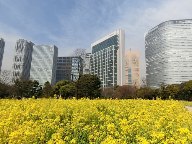 お天気も良くポカポカお散歩日和☆彡<br />東京都公園～都会のオアシスぶらり散歩へ行ってきました。<br />お友達はいつもお任せ～どこでも良いよと言ってくれ毎回私のプランに付き合ってくれます♪有難き幸せ～<br />