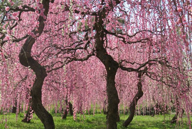 2018春、満開の枝垂れ梅(1/4)：名古屋市農業センター、街路樹の枝垂れ梅、呉服枝垂れ