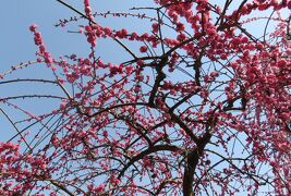 2018春、満開の枝垂れ梅(2/4)：名古屋市農業センター、呉服枝垂れ、緑萼枝垂れ