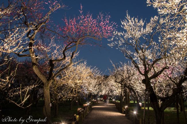 ようやく春の足音が高くなり、花々が咲き誇る季節が始まった。昼間は所用で忙しかったが、ふと思いついて梅の花の撮影でもしようと思い立ち、午後3時過ぎに水戸の偕楽園に出かけ、梅林のライトアップを撮影してきた。桜や紅葉のライトアップは何度か撮影したが、梅のライトアップは初体験である。たそがれ時から宵の暗闇まで、昼間よりずっと観光客が減り静寂を取り戻した偕楽園で、梅の香りに包まれながら偕楽園の夜桜ならぬ夜梅の撮影を楽しんできた。<br /> もう花の時期を過ぎているかと危惧していたが、今年は例年より開花が遅かったようで、ちょうど満開の絶好の時期だった。
