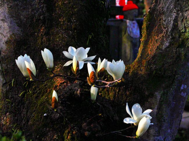 3月のある日、外つ国（とつくに）の言葉を話す友人が撮ったばかりの写真を見せてくれました。<br /><br />青い空に浮かび上がる淡い色をしたサクラの花。<br /><br />あぁ、もうそんな時期なのだね…。<br />最近なんだか忙しくって、花の季節を忘れる程、疲れていたかも…。<br /><br />私の心にも栄養補給しなくちゃね。<br />