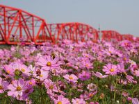 台湾中部（雲林、集集線、内湾線）鉄道旅①（高雄～嘉義～斗六～西螺）