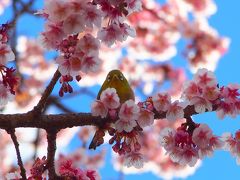 寒い日が続いたので、春を求めてあたみ桜を見に熱海へお出かけ